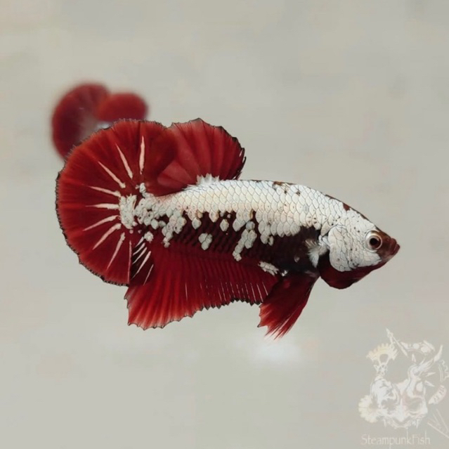 Cupang Hias Red Samurai black series