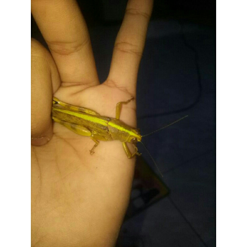 Belalang besar hidup