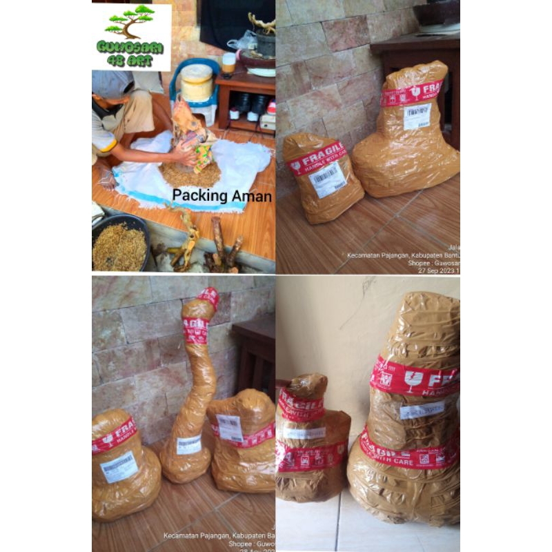 Revando45 Bahan Bonsai Anting Putri Program Akar Formal Bunjin Style Medium Size Real Pict