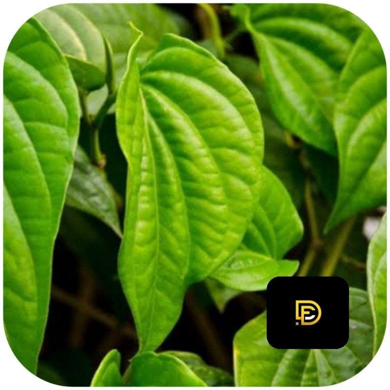 

Daun sirih hijau segar 500 gram petik langsung-az