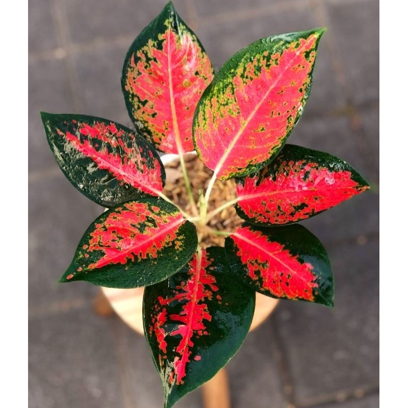 ( BISA COD ) Aglonema Kochin Merah Mutasi Tanaman Hias Aglonema Aglaonema Kochin Merah Mutasi Merah 