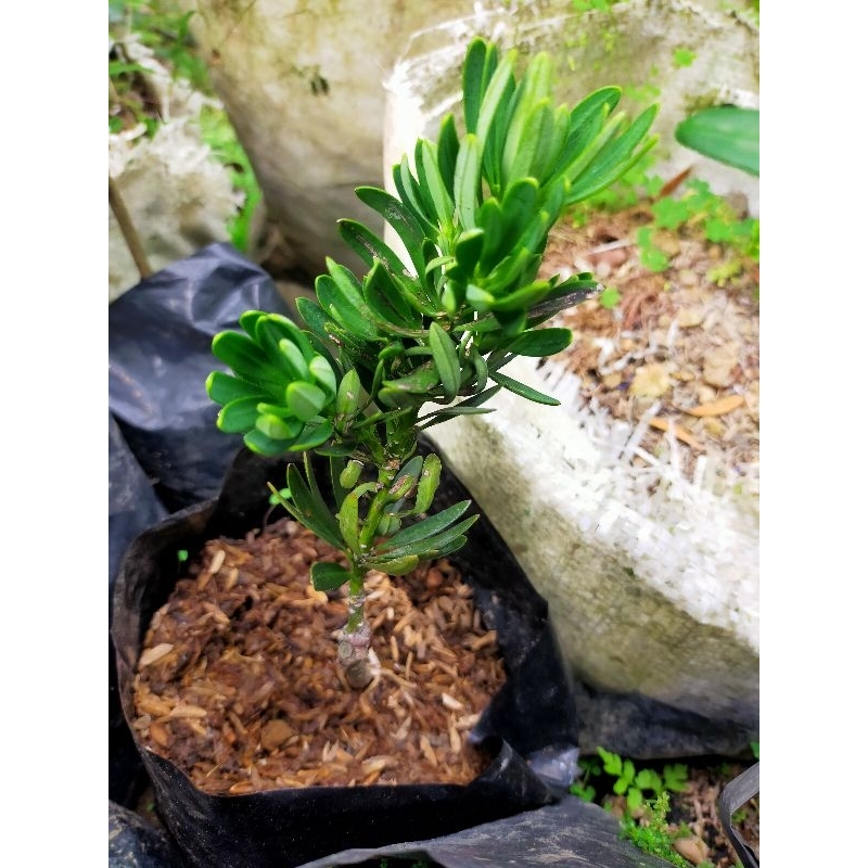 Lohansung Blue Cincuan/ Lohansung Blue Cuan Compacta