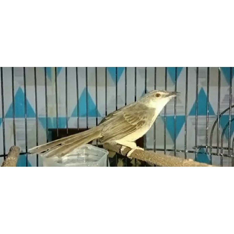 Ciblek Gunung Jantan ring dari loloh ( isian katem)