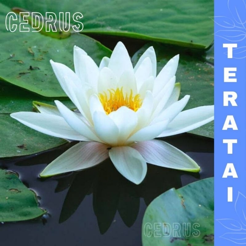 Benih TERATAI PUTIH - Biji Bunga