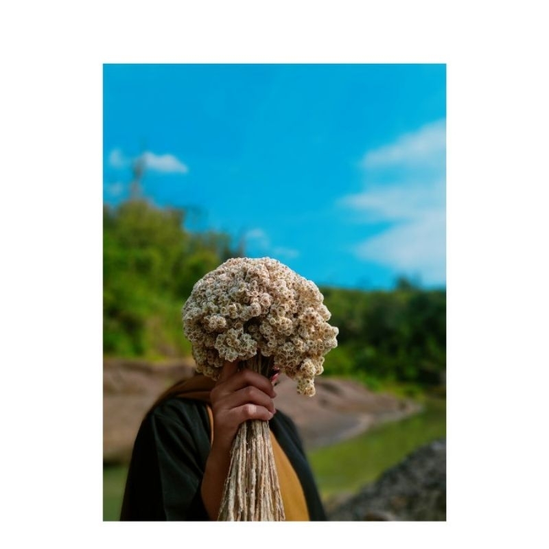 BUNGA EDELWEIS KERING ASLI / BUNGA KERING / BUKET BUNGA / DECORASI RUSTIC / GROSIR