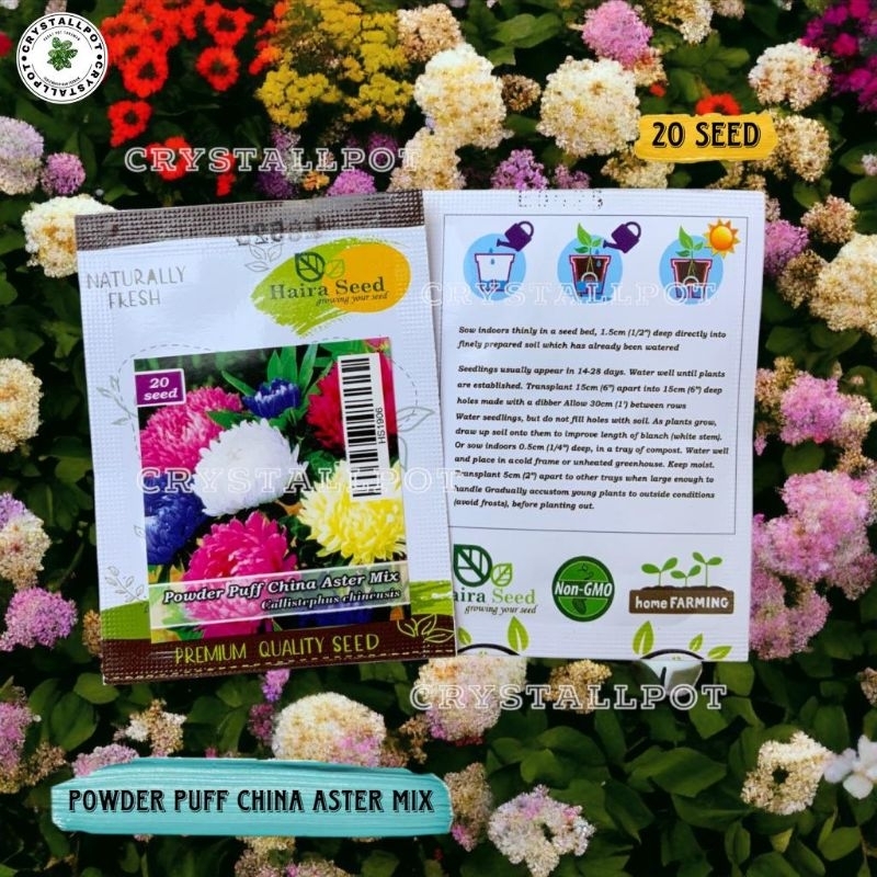 Benih Bibit Bunga Aster Powder Puff Mix Haira Seed - POWDER PUFF CHINA ASTER MIX