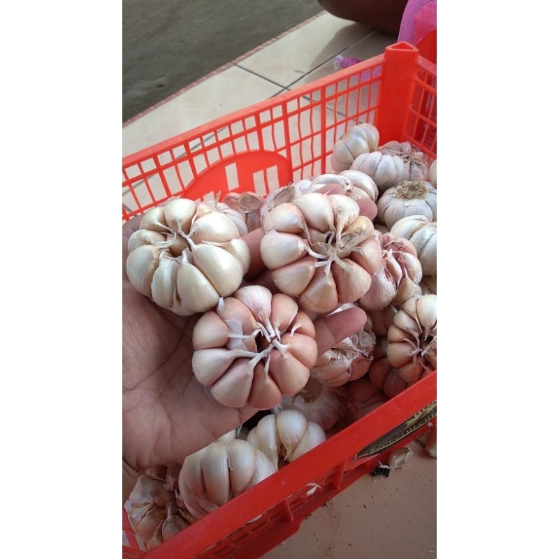 

Bawang Putih Honan 0.5Kg