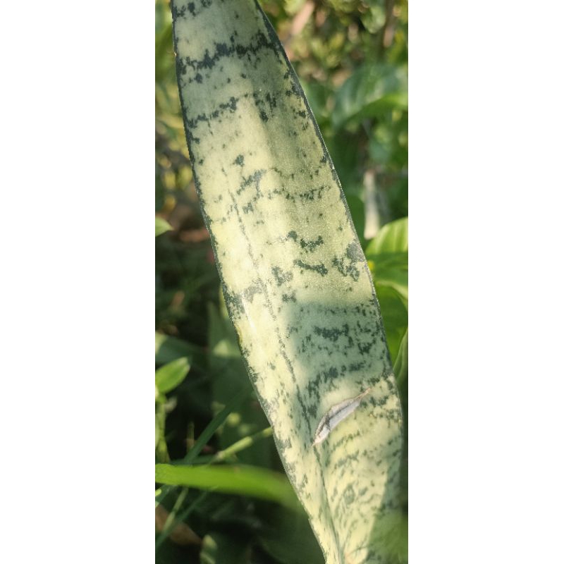 lidah mertua sansivera