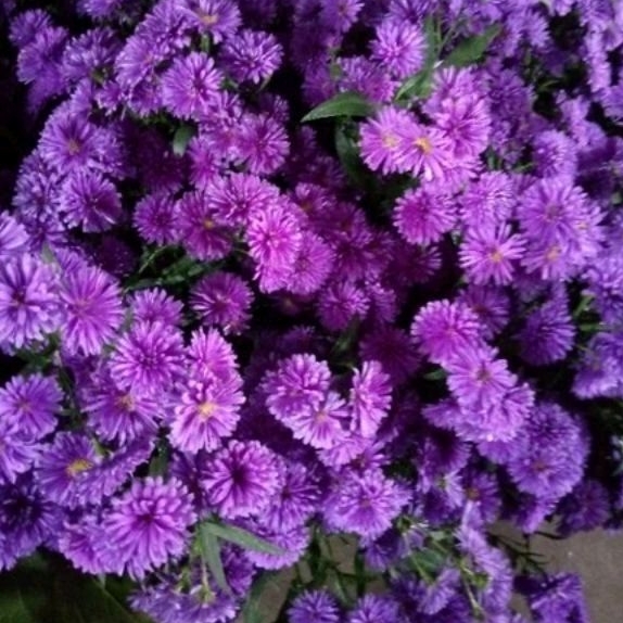 Bunga Potong Pikok Ungu 10 Batang