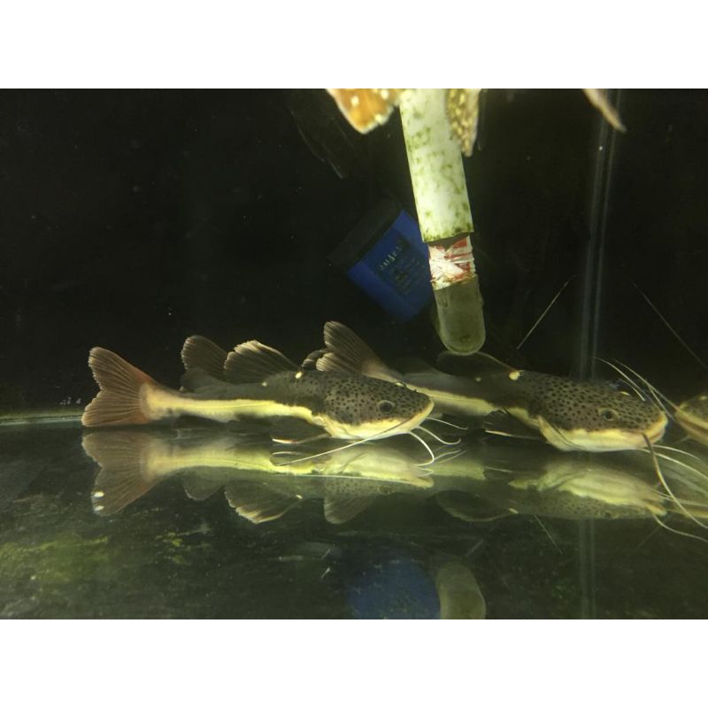 Harga ikan lele rtc amazon Terbaru Sep 2024 |BigGo Indonesia