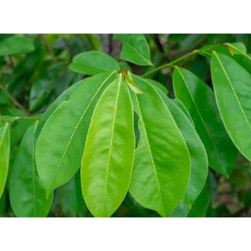 

Daun sirsak/sirkaya segar tanpa pestisida