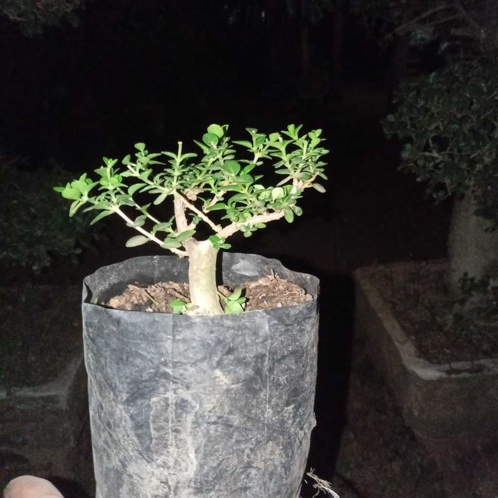 Bonsai sancang bogel mame