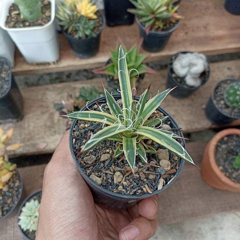 agave leopoldii variegata
