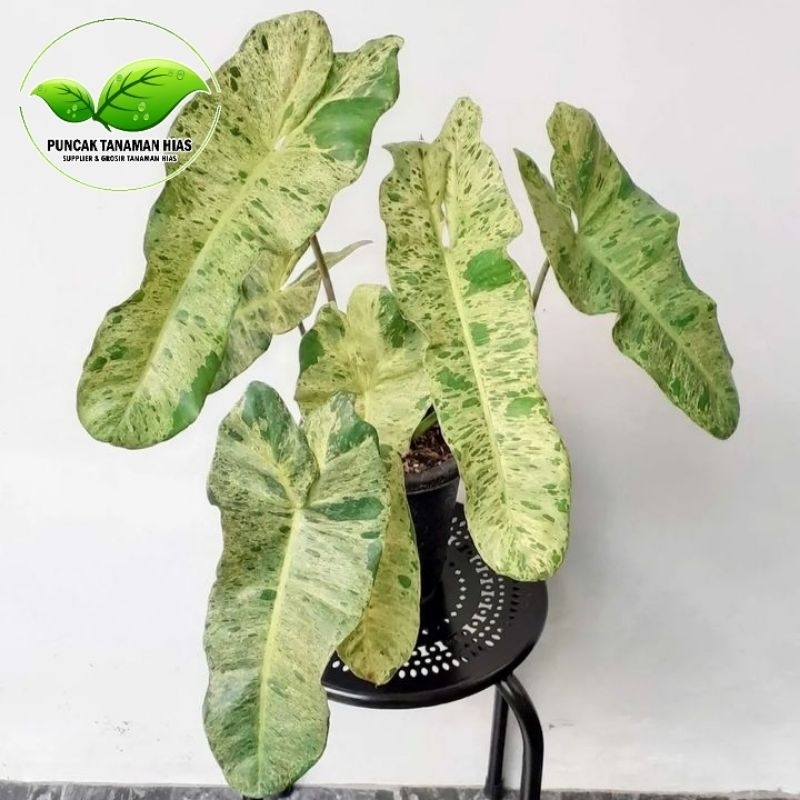 Tanaman philodendron verde - Philodendron verde