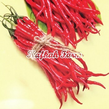 Benih 10 Biji Cabe Keriting TM THUNDER 99