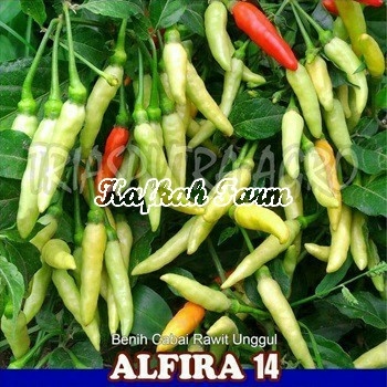 Benih 25 Biji Cabe Rawit ALFIRA 14