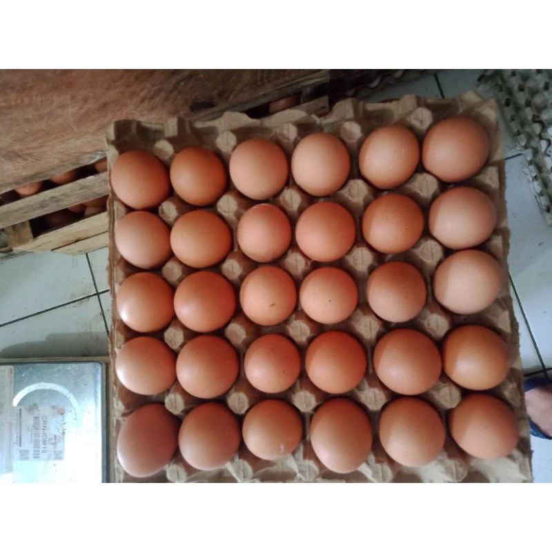 

Telur ayam 1 kg (Khusus pengambilan langsung)