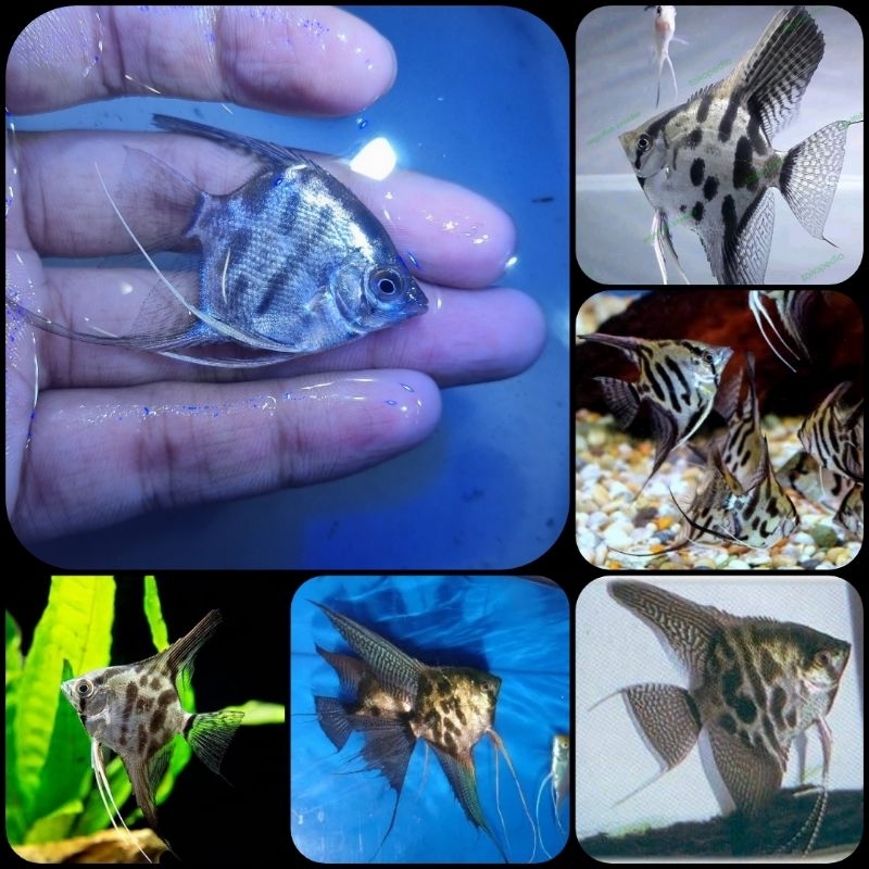 Ikan manfish clown untuk aquarium dan aquascape