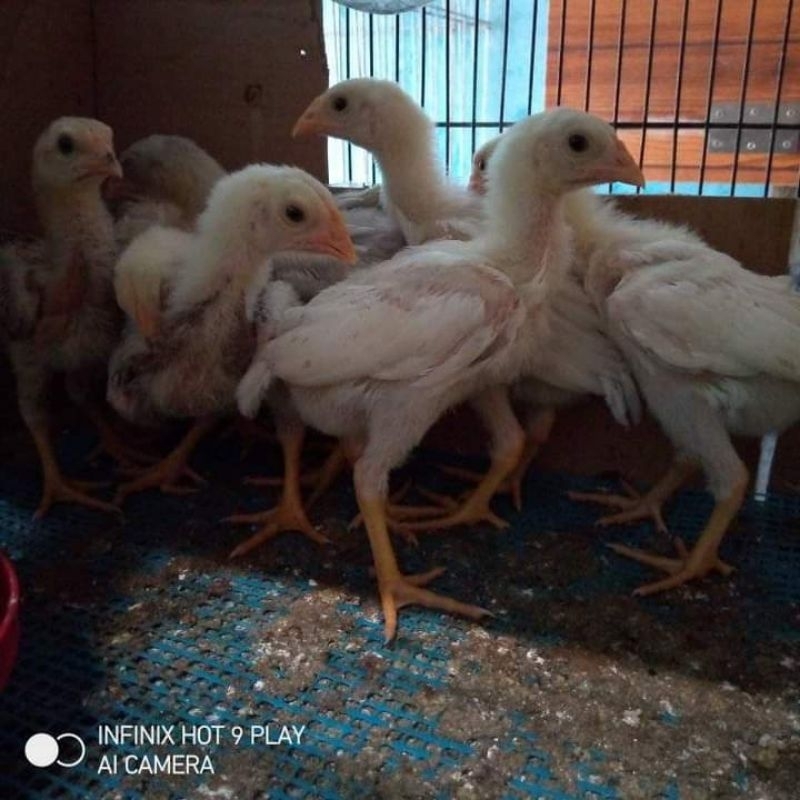 Anakan Plucker USA Trah import Pukul Lock Brakot