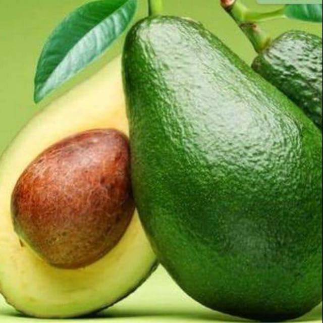 COD BIBIT buah alpukat florida hasil okulasi unggul dapat gratis pupuk npk mutiara 1616