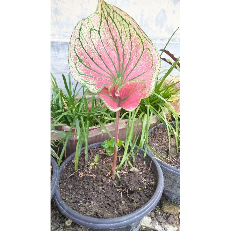caladium super red ceria daun ganda