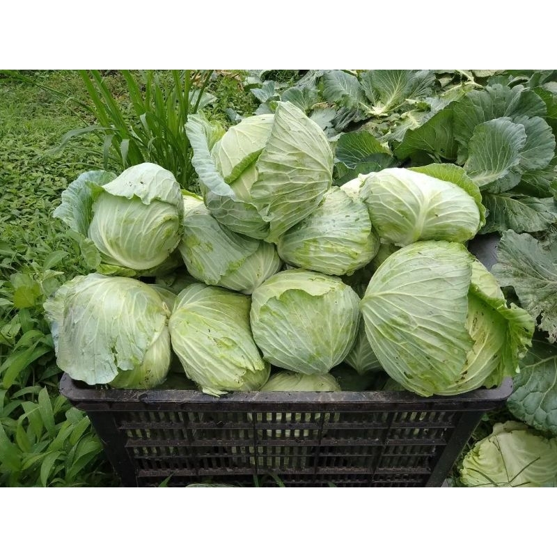 

Sayur kol Segar -1kg