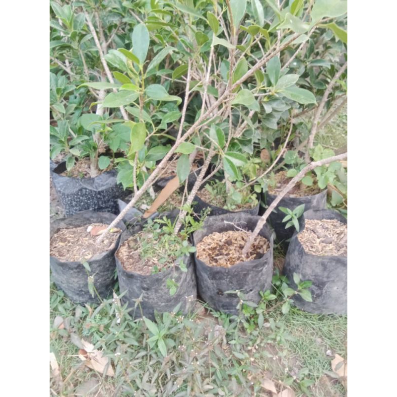 Bibit Kimeng Rawatan Bahan Sulaman/ Bahan Buat Percabangan / Bahan Gabungan