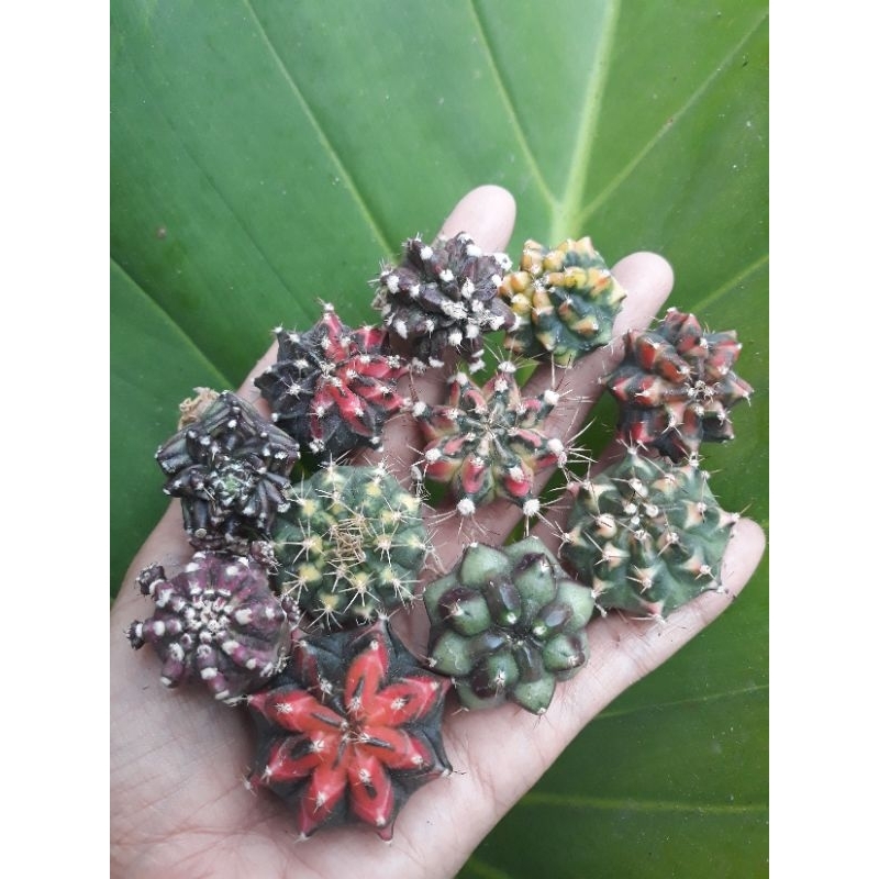 Kaktus Gymno Varigata, Trex, T-lux, halloween, pink giant, marble, shogun, samson