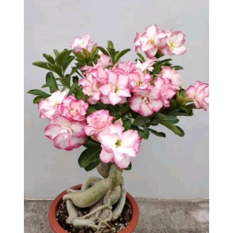 Bonsai Adenium/Kamboja Jepang