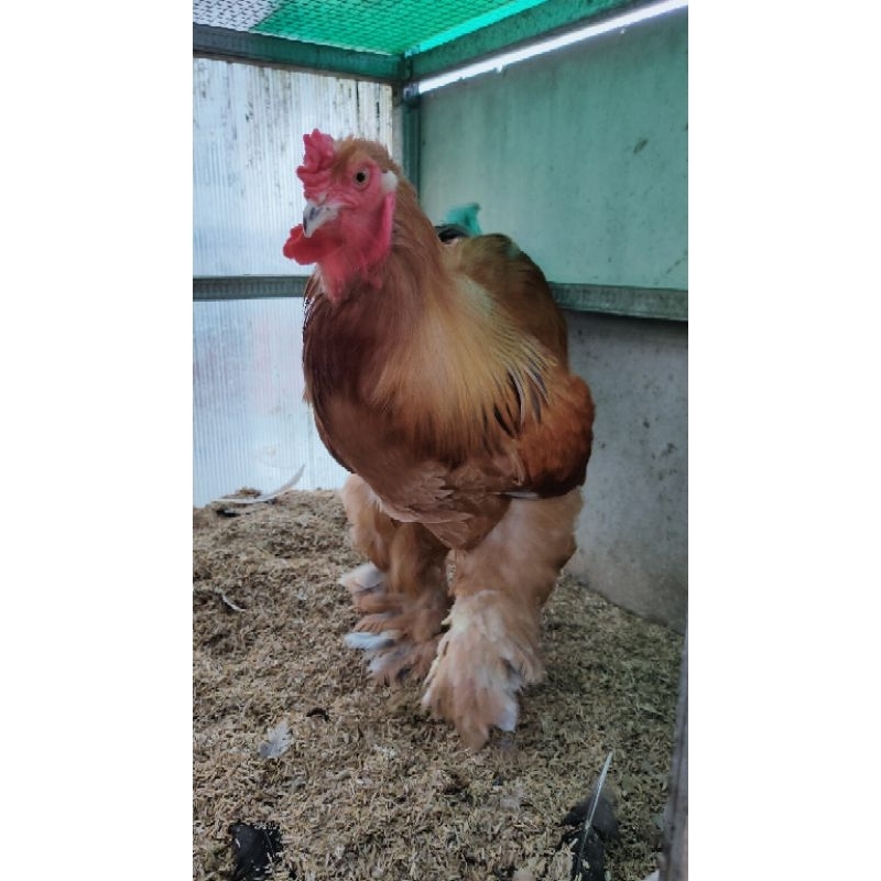 ayam brahma jantan