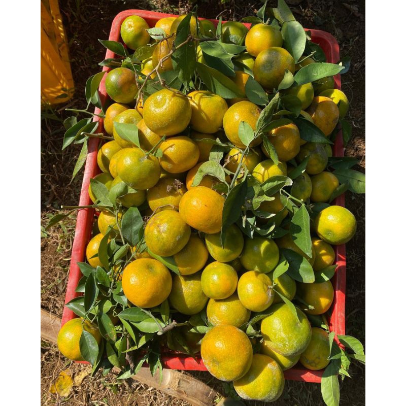 

1KG JERUK SIEM MADU FRESH JUAL JERUK SIEM MADU MALANG MURAH GRATIS ONGKIR BISA COD