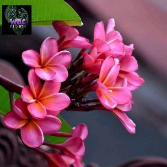 Bibit Stek Kamboja Sudamala / Pink Rubi / Plumeria Frangipani pink