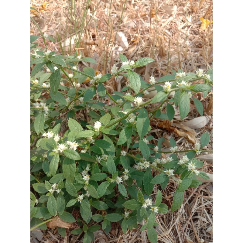 

Daun Kremah|Kremek|Bayem Kremah