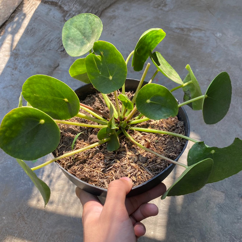 Tanaman Hias Pilea Peperomioides Chinese Money