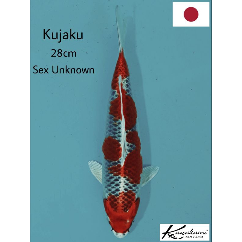 ikan koi import KUJAKU KAWAKAMI FARM 28cm