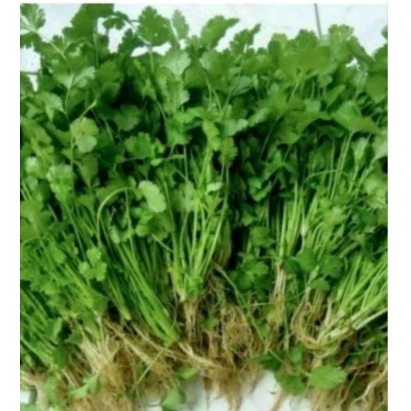 

daun ketumbar 100grm