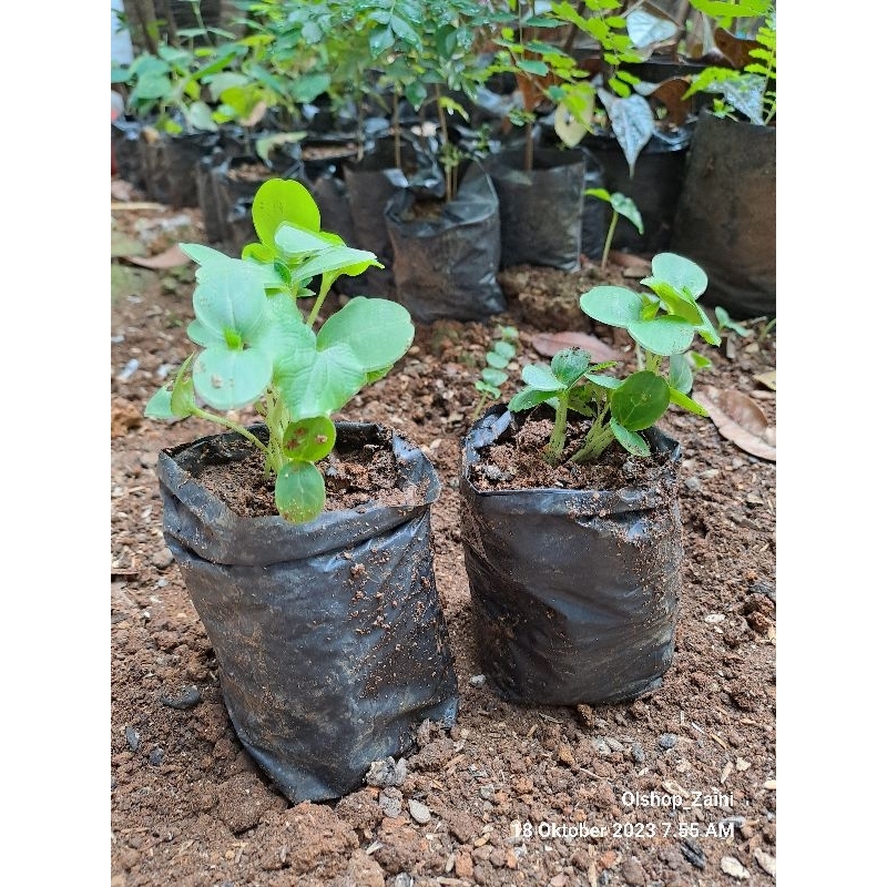 10 Bibit Beligo Bligo Kundur TUMBUH siap tanam, obat Herbal berkhasiat