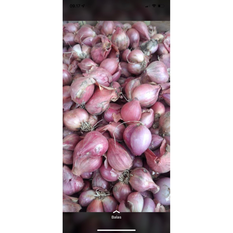

bawang merah