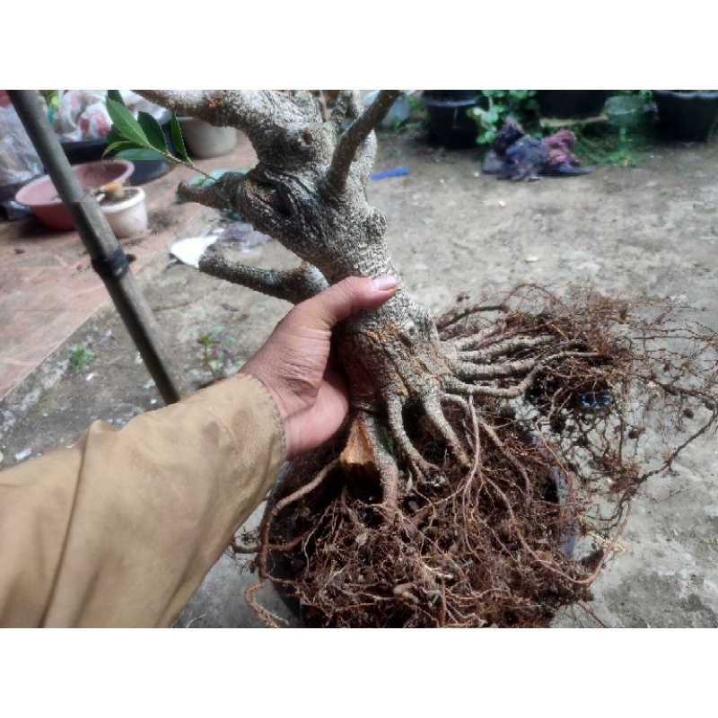 bonsai kimeng prokar