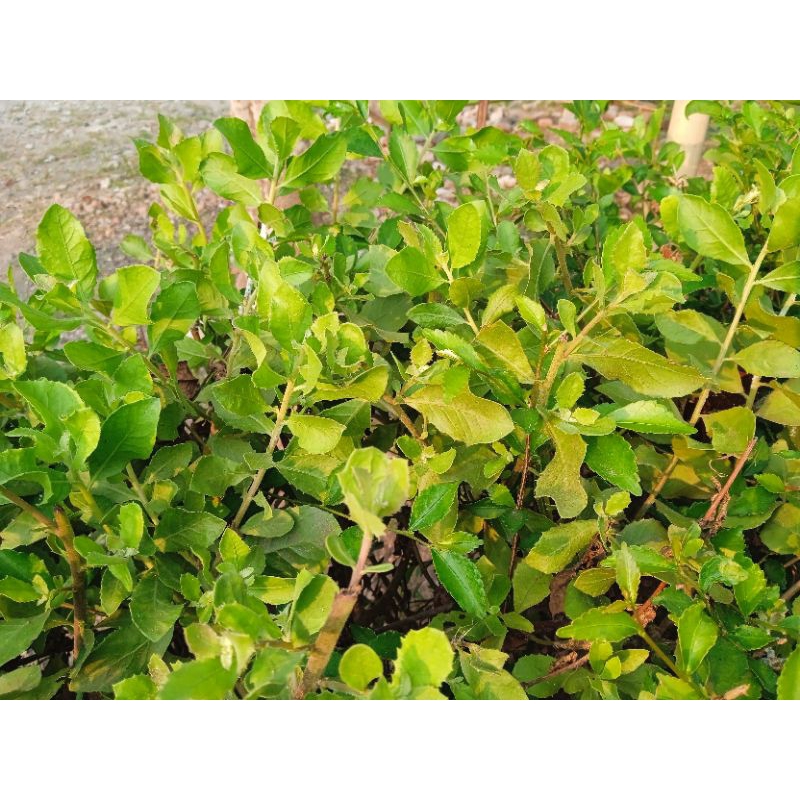 

pucuk daun beluntas fresh dipetik ketika ada pesanan