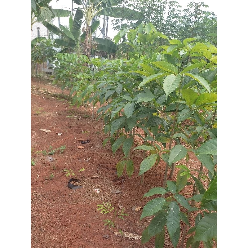 pohon tabebuya pink tinggi 1 meter