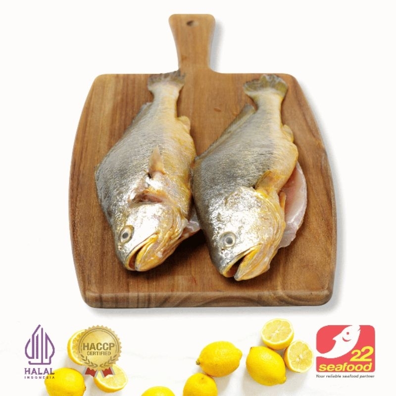 

Ikan Samge 500 gram WGGS / Bersih Tanpa Jeroan / Gulama Samge / Seafood 22