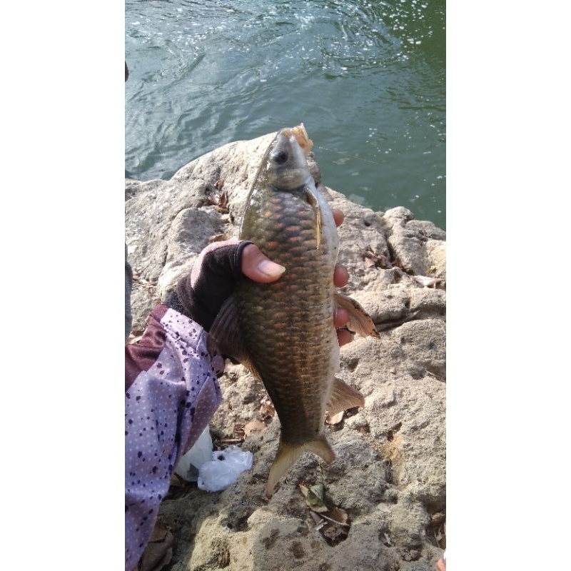 Pucukan joran tegek entul mikro merit sangat sensitif