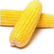 

JAGUNG MANIS KUPAS 1KG