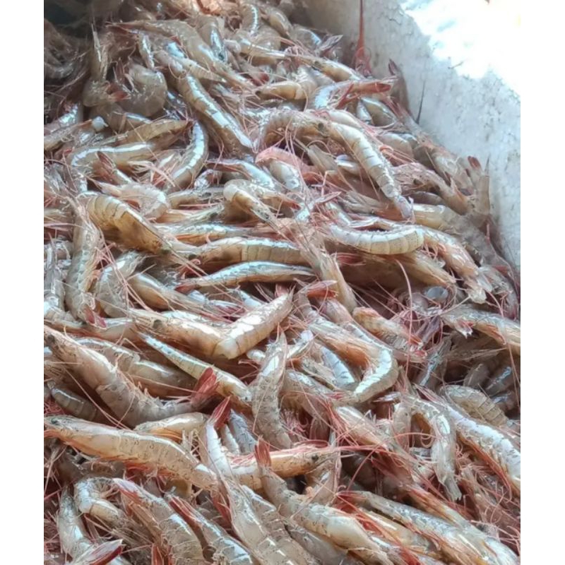 

(baby shrimp) udang krosok Fresh mentah 1 KG