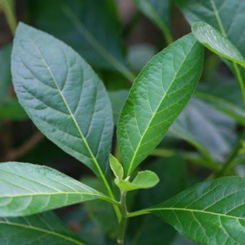 

Daun Afrika segar 250 gram