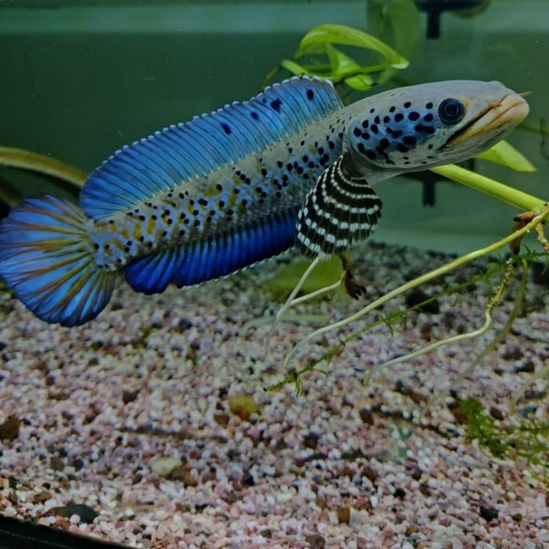 

hiasan orna yellow lips dot tebal king orna berkualitas