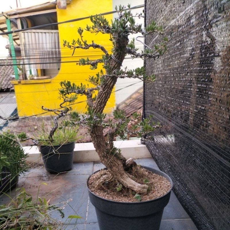 bonsai boksus/bahan bonsai