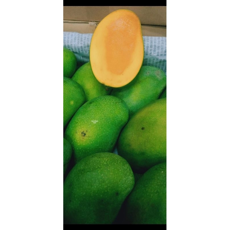 

mangga alpukat curah