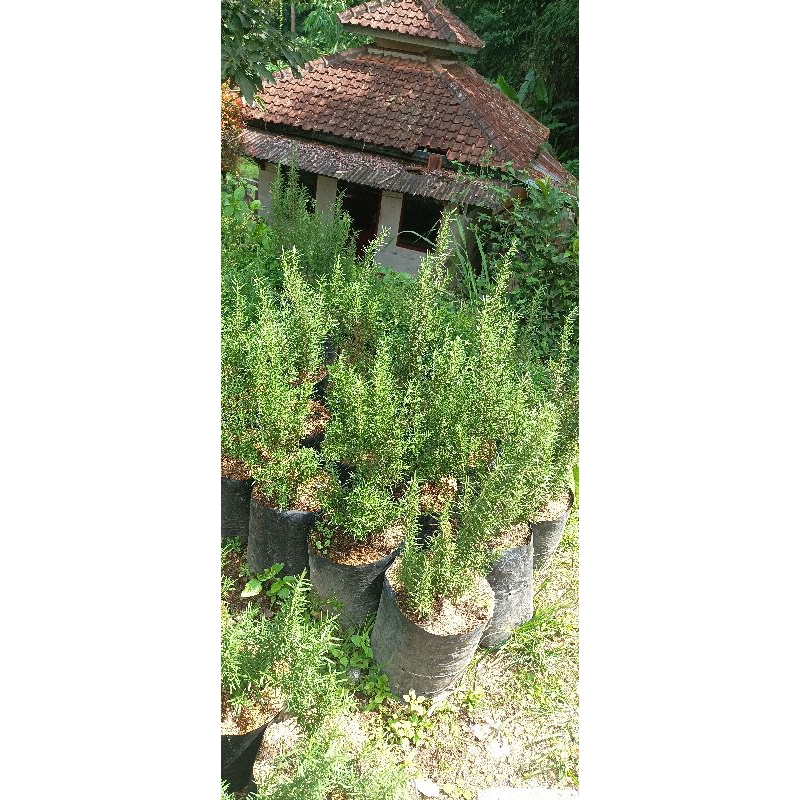 bibit tanaman hias rosemary besar
